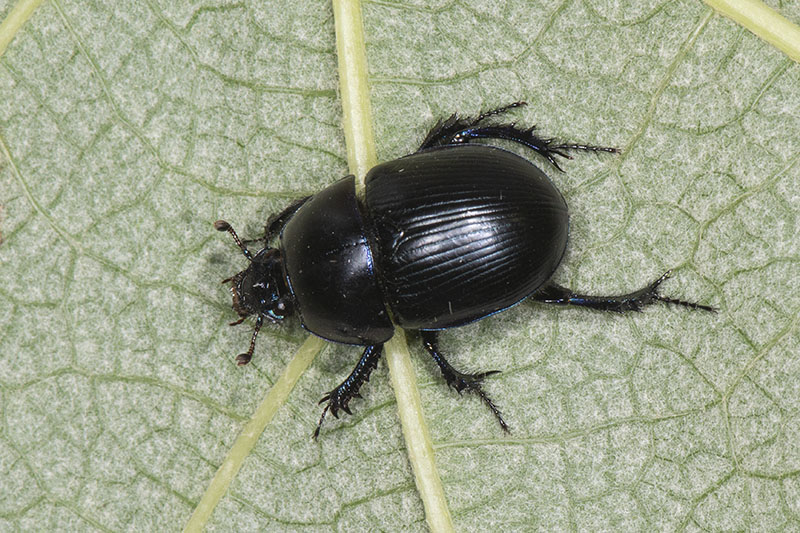 Geotrupidae: Geotrupes sp.